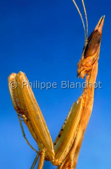 Episcopomantis chalybea.JPG - in "Portraits d'insectes" ed. SeuilEpiscopomantis chalybeaDictyopteraMantidaeAfrique du Sud